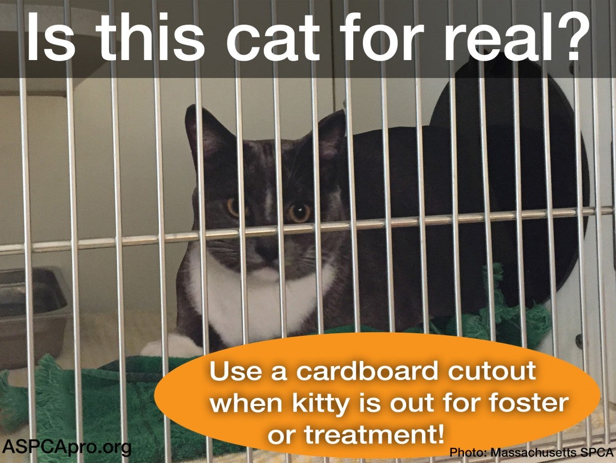 Make a Fake Cat, Get a Real One Adopted ASPCApro